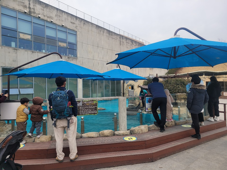 여러 사람이 물범을 바라보고 있다.