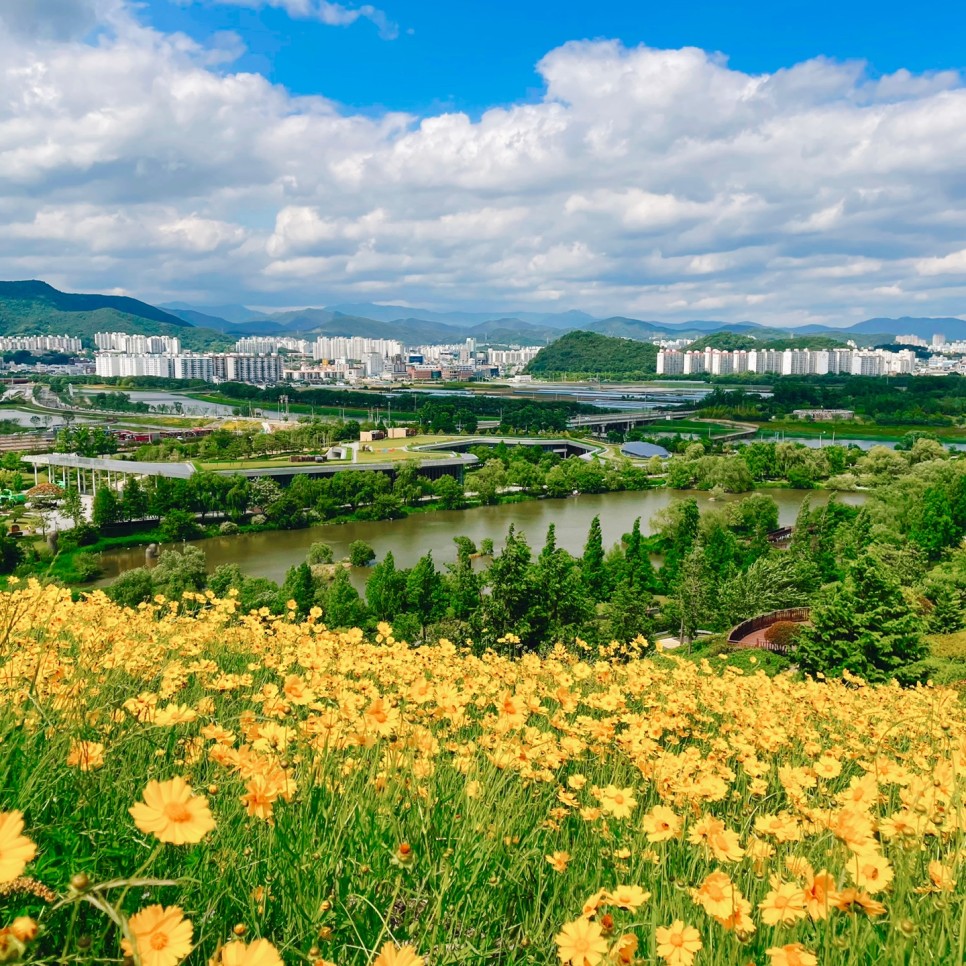 금계국