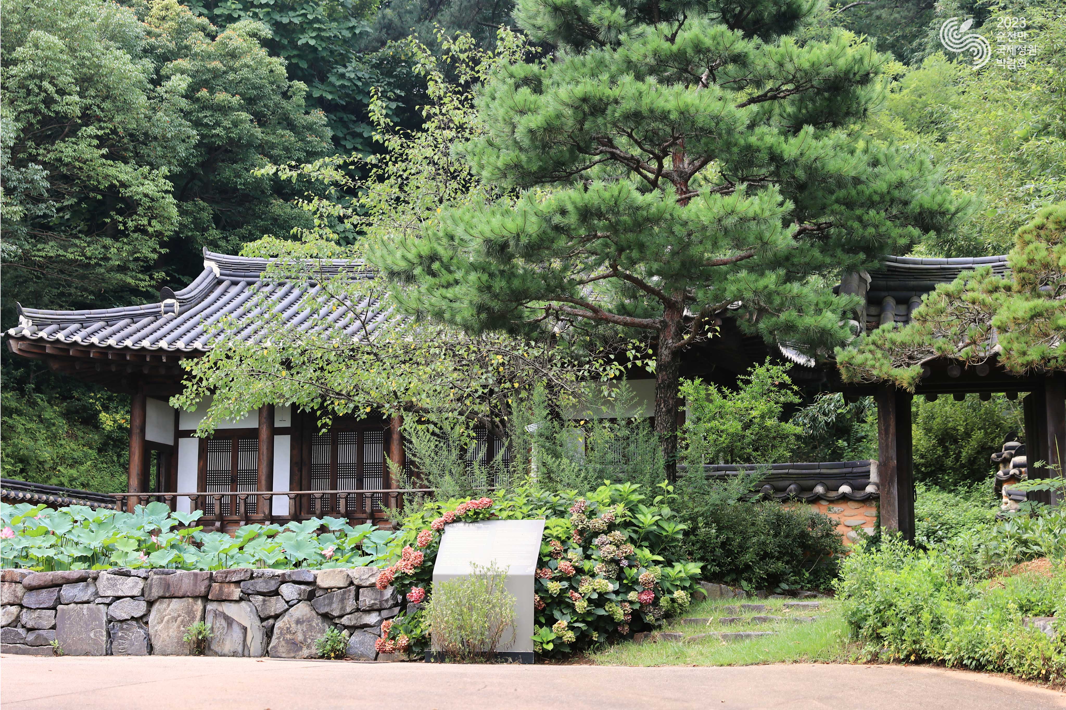 한국정원 속 연꽃