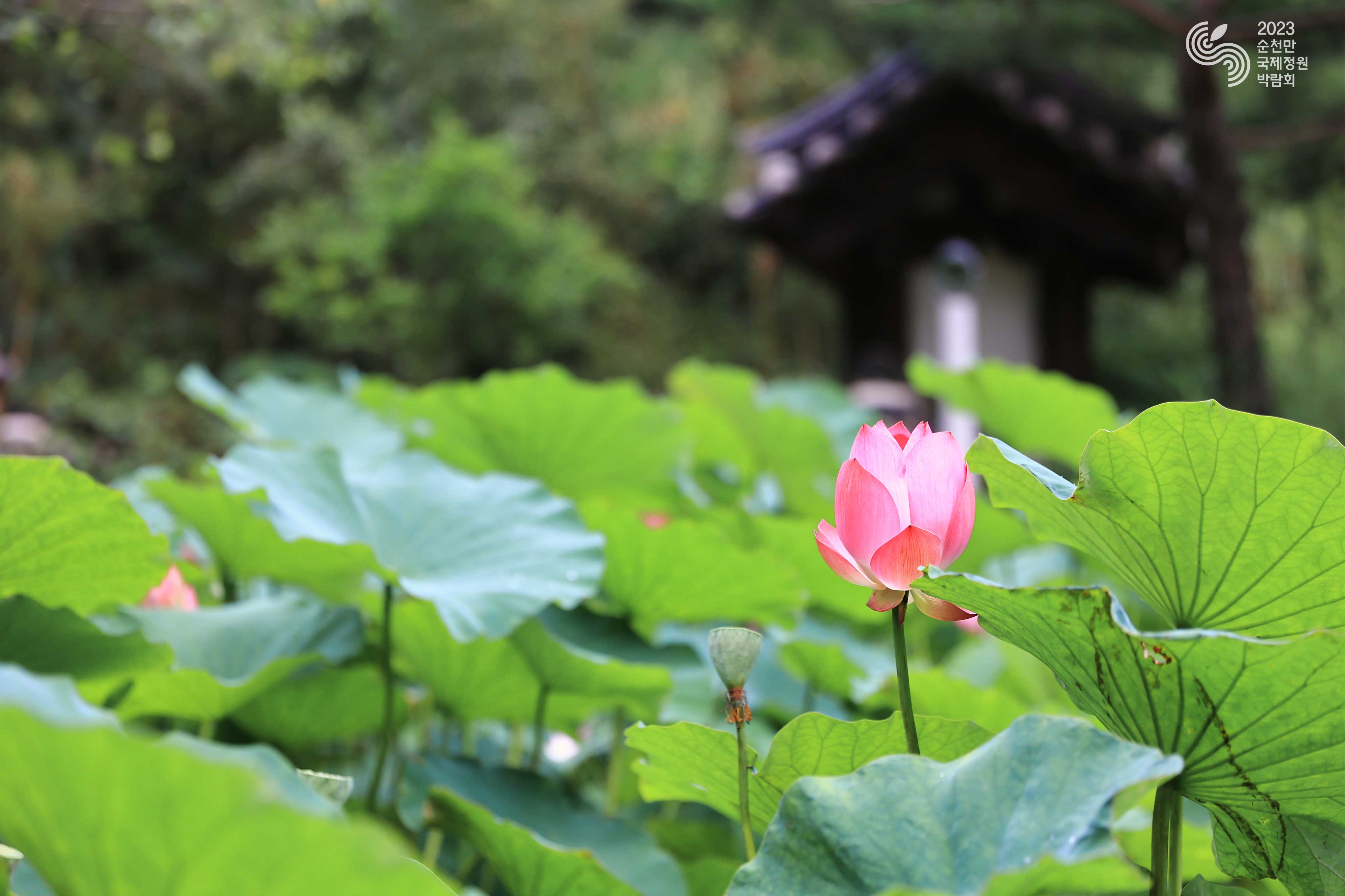 한국정원 속 연꽃