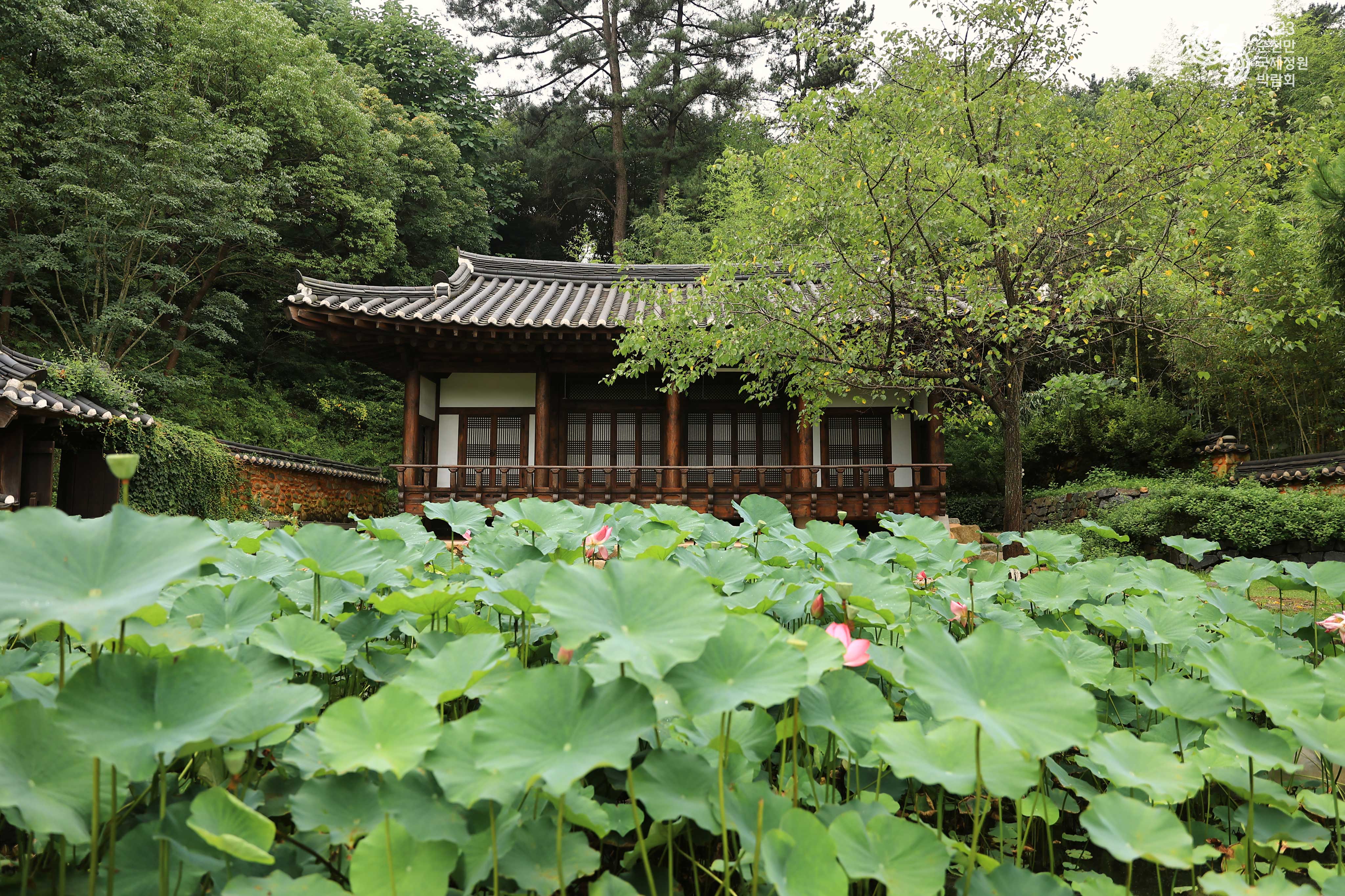 한국정원 속 연꽃
