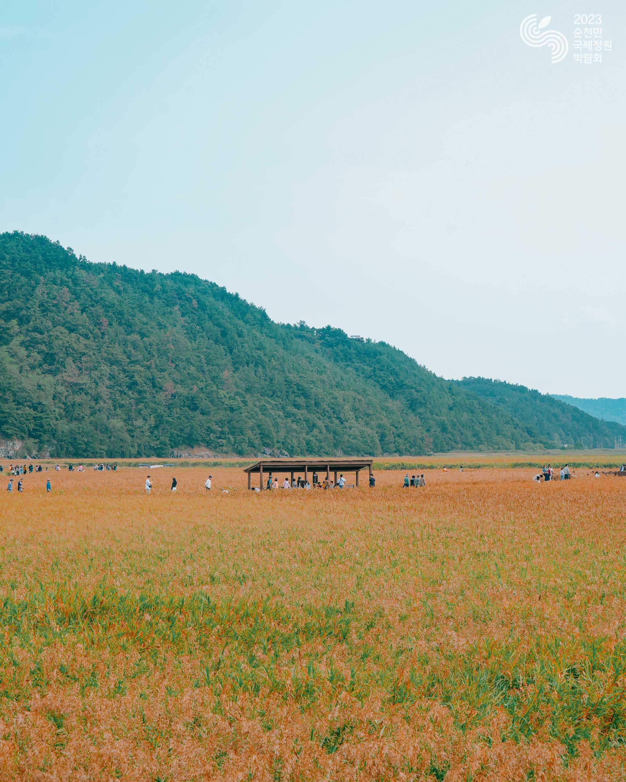 순천만의 갈대
