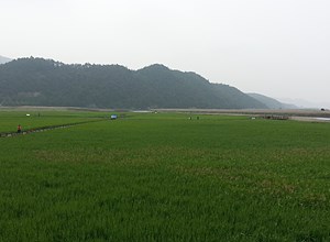 5월~7월 갈대