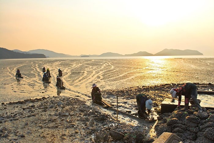 순천만 갯벌에서 사람들이 일하고 있는 사진