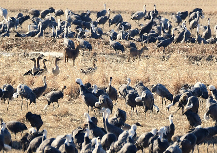 흑두루미들 사진