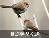 붉은머리오목눈이 사진