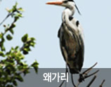 왜가리 사진
