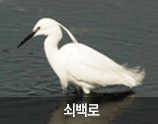 쇠백로 사진