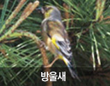 방울새 사진