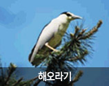 해오라기 사진
