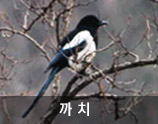 까치 사진