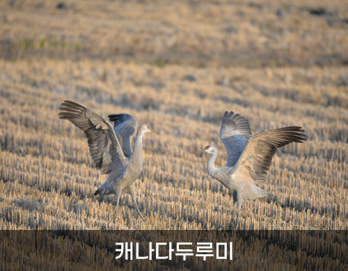 캐나다두루미 사진