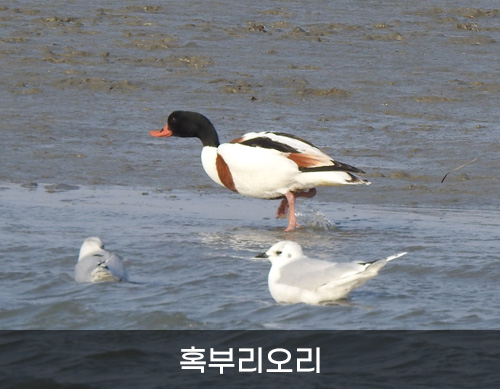 혹부리오리 사진