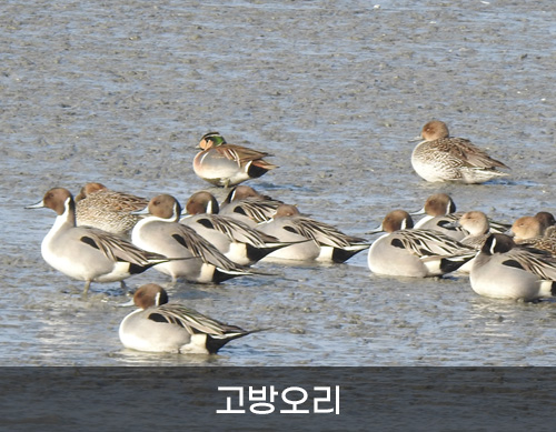 고방오리 사진