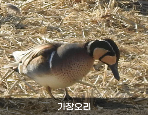 가창오리 사진