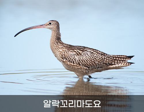 알락꼬리마도요