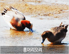 홍머리오리 사진