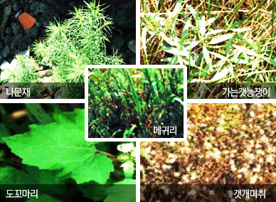 나문재, 메귀리, 가는갯능쟁이, 도꼬라미, 갯개미취 사진
