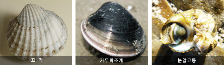 꼬막, 가무락조개, 눈알고동 사진