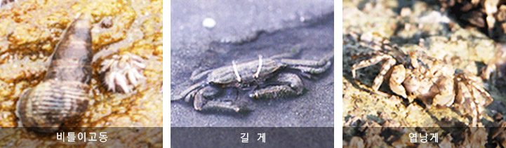 비틀이고동, 길게, 엽낭게 사진