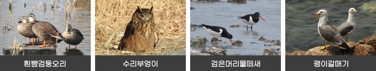흰뺨검둥오리, 수리부엉이, 검은머리물떼새, 괭이갈매기